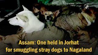 Assam One held in Jorhat for smuggling stray dogs to Nagaland