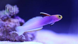 Ep. 10 MY MOST EXPENSIVE SALTWATER FISH - Helfrichi Firefish  Blue Reef Tank