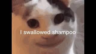 I swallowed shampoo cat version