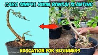 cara simpel membuat bonsai slantinggaya miring @gonesbonsai57