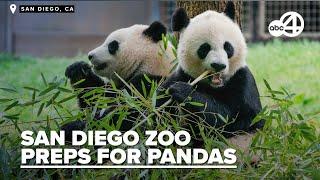 San Diego Zoo prepares to receive pandas from China #panda #zoo