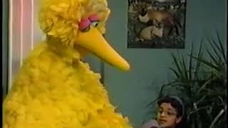Sesame Street - Scenes from Episode 3593
