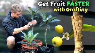 Grafting Loquat Trees - Learn How To Graft Includes 8 Months of Results