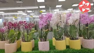 Обзор орхидей в магазине Luxury Plants город Москва