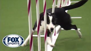 Watch Border Collie Tex Win 2015 Masters Agility Championship  FOX SPORTS