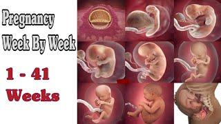 Pregnancy Week By Week  1 - 41 Weeks Fetal Developments