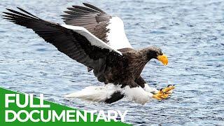 Wildest Islands  Japan - Islands of Extremes  Free Documentary Nature