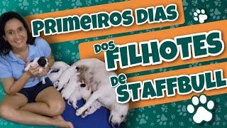 PRIMEIROS DIAS DOS FILHOTES DA NOSSA STAFFBULL Como se desenvolvem Cuidados Higiene e Mais
