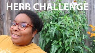 #planterhgc2024  May 17th Planter Herb Garden Challenge Update