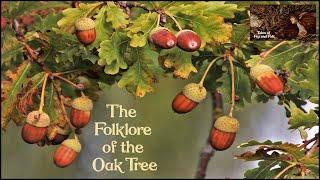 THE FOLKLORE OF THE OAK TREE. Acorns Galls Superstitions Oak Apple Day Oak King and Holly King