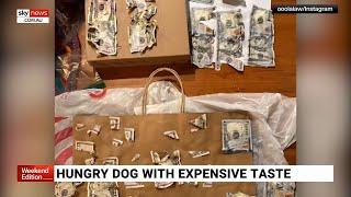 Dog eats thousands of dollars in cash