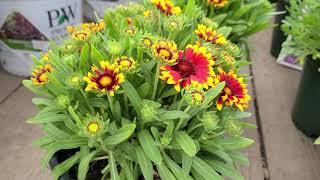 Gaillardia Spintop Orange Halo Blanket Flower  Cheery BRIGHT Flowers - AMAZING Breeding