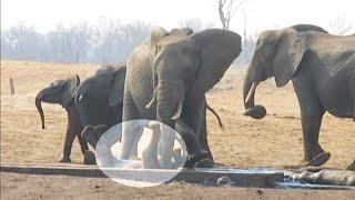 Nyawa Anak Gajah Terancam Tindakan Gajah Betina Ini Luar Biasa