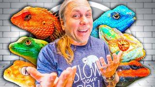 All My Lizards At My Reptile Zoo Full Tour