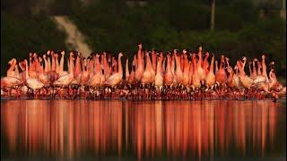 Lesser Flamingo  Courtship Dance  India