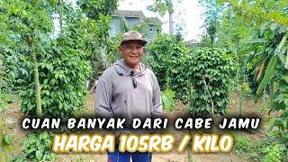 Mantan Pembuat Kapal Sekarang Sukses Tanam Cabe Jamu