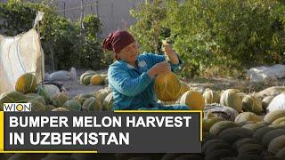 Bumper melon harvest sweetens Uzbekistans COVID-19 woes   Melon harvest provides sweet relief