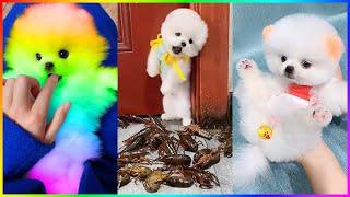 Cutest Mini Pomeranians in the World and Funny Dogs Cats  #520