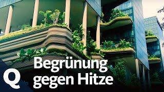 Wie der Klimawandel Städte aufheizt und wie Urban Gardening das ändern kann  Quarks