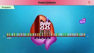 Bacterial Protein synthesis Animation - Initiation Elongation and Termination