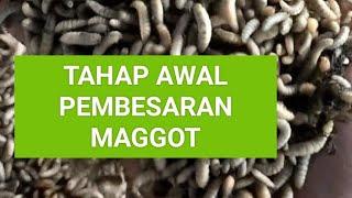 PROSES AWAL BUDIDAYA MAGGOT BSF DALAM BIOPON PEMBESARAN.