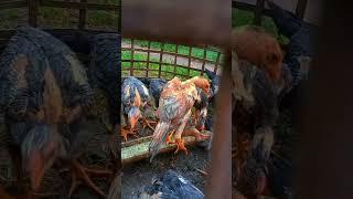 KENANGAN DOC ANAKAN USIA 2 BULAN #shortvideo #hobiayam #ayam