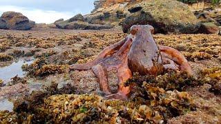 Gloomy Octopus Walks On Land