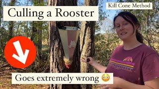 How To Cull A Rooster  Kill Cone Method