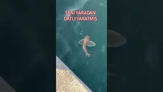 SEN BURALARA NERDEN GİRDİN SENİ YARATAN TATLI YARATMIŞ