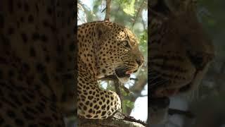 Unforgettable Leopard Encounter Near Lake Panic