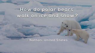 How do polar bears walk on ice and snow?