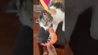Kucing orang vs kucingku 