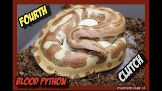 Super Zigzag x T+ Albino Goldeneye Blood Python Clutch
