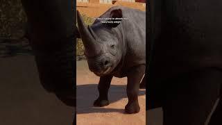 Lets meet the Black Rhino at Chester Zoo #planetzoo #shorts