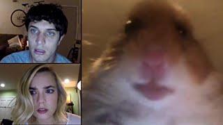 Unfriended Hamster Webcam