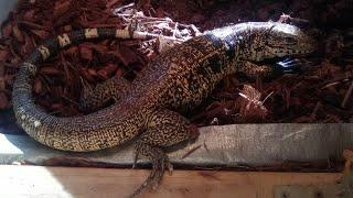 My Colombian Golden Tegu meet my dog for the first time face to face