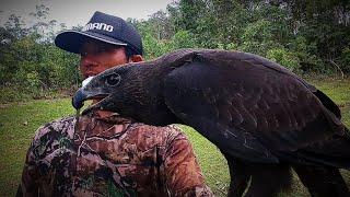 MELATIH BURUNG ELANG CHE DM  ELANG HITAM