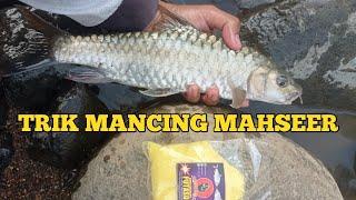 BEGINI TRIK MANCING IKAN MAHSEER DI SUNGAI CILIWUNG BOGOR JAWA BARAT ‼️