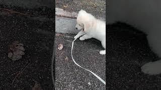 Watch This Adorable Golden Retriever Puppy Barking at Something… You Wont Believe What It Is