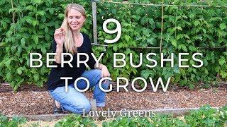 9 Types of Berry Bushes to grow in your Garden