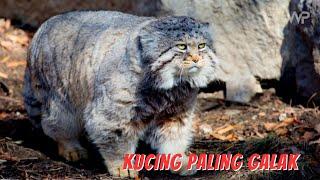 Manul Kucing Liar Paling ‘Galak’ di Rusia