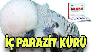 MUHABBET KUŞU İÇ PARAZİT KÜRÜ UYGULAMASI - NİLVERM KULLANIMI