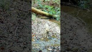Wildlife Sharing a Creek #trailcamera #animalshorts #naturelovers #coyotes #whitetaildeer #outdoors