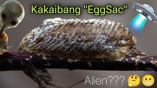 Kakaibang Eggsac?  Parang sa AlienBlack Widow natin Maslumaki