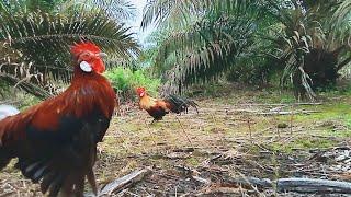 Ayam hutan ganas mikat ayam hutan merah