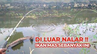 DILUAR NALAR  MANCING DI PARIT SEPERTI INI HASILNYA PANEN IKAN MAS DAN NILA