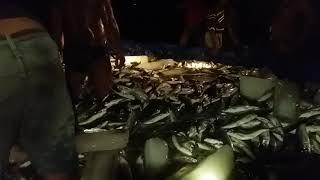 panen bandeng 6.5 ton harvest milkfish 13000 pond