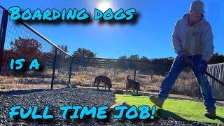 dog boarding business from home is a FULL TIME JOB  #dogboarding #vlog