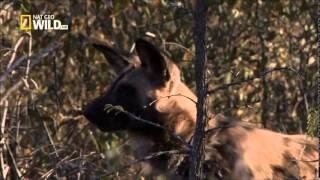 The Pack  Wild Dogs - 720p NGW