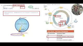 沈浩 生物 遺傳學 細胞週期3個檢查點